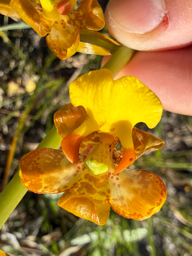 Cyrtopodium eugenii