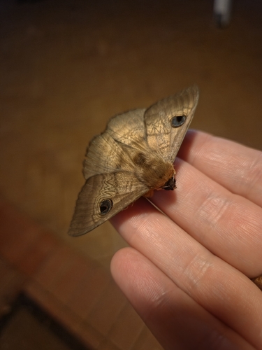 Southern Moon Moth