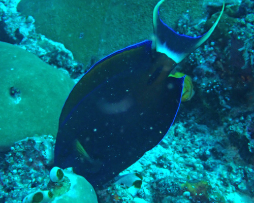 Fowler's surgeonfish (Acanthurus fowleri) — Acanthuridae — 5