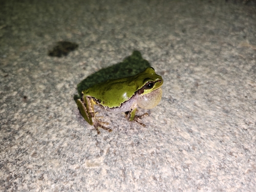 Eastern Japanese Tree Frog