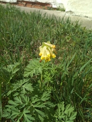 Corydalis nobilis