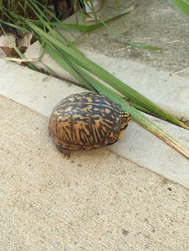 Eastern Box Turtle