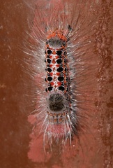 Euproctis inornata