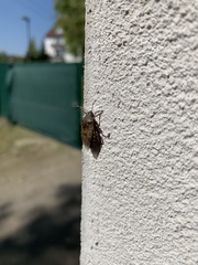 Rhaphigaster nebulosa