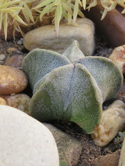 Astrophytum