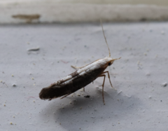 Argyresthia spinosella