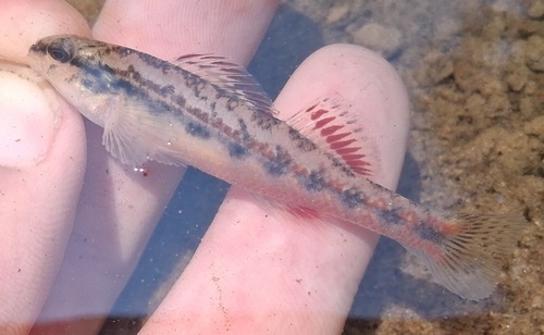 Chickasaw darter (Etheostoma cervus) — Percidae — 4