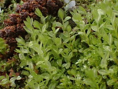 Mnium stellare