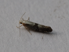 Argyresthia spinosella