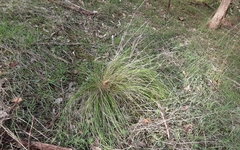 Poa labillardierei labillardierei