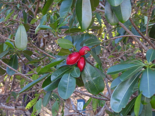 Ochrosia elliptica