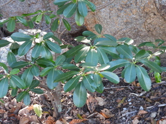 Ochrosia elliptica, photograph author not stated, no rights reserved