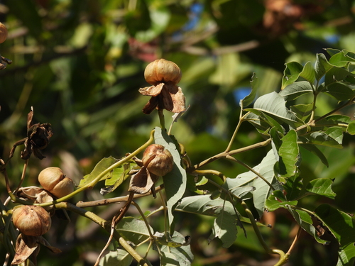Ipomoea violacea, photograph 4