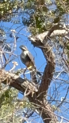 Aplomado Falcon