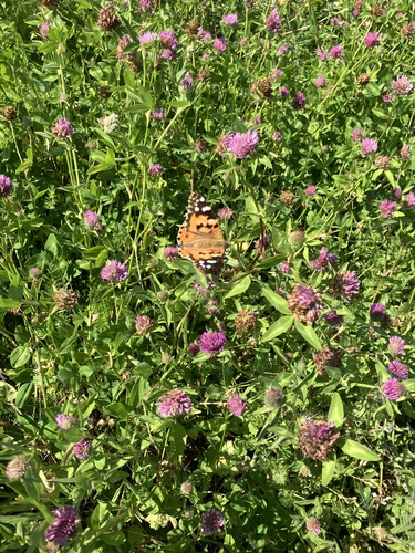 Painted Lady