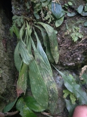 Antrophyum formosanum