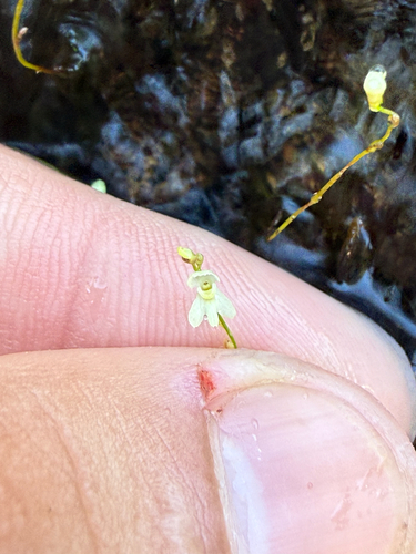 Utricularia neottioides