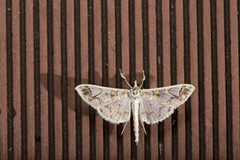 Polythlipta divaricata