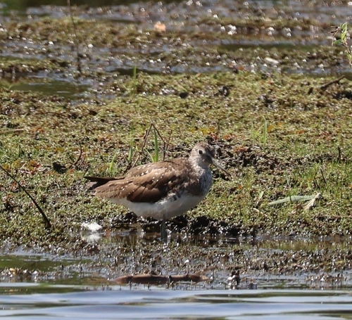 Green Sandpiper