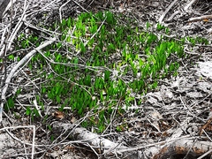 Allium ochotense