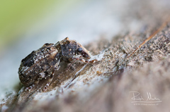 Enedreytes sepicola