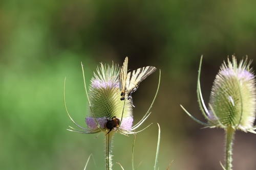 Scarce Swallowtail