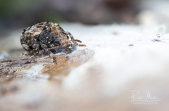 Enedreytes sepicola