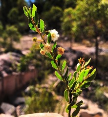 Acacia hispidula