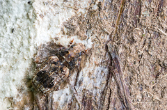Enedreytes sepicola