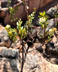 Acacia hispidula