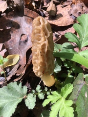 Morchella