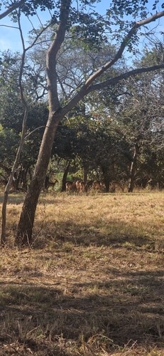 Impala