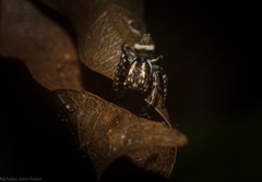 Paraphilaeus daemeli