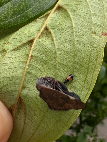 Intybia histrio