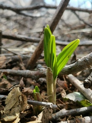 Allium ochotense