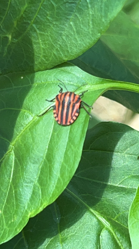 Continental Striped Shield Bug