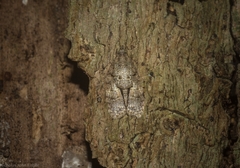 Polylopha epidesma
