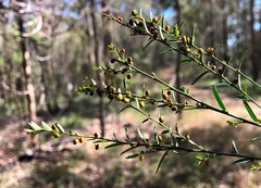 Phyllanthus virgatus