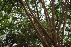 Theaceae