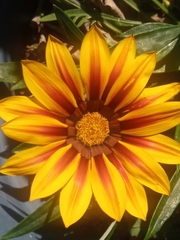 Gazania × splendens