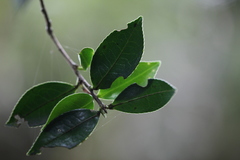 Theaceae