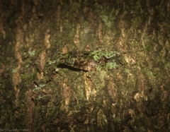 Sorolopha delochlora