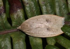 Scythropiodes