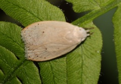 Scythropiodes
