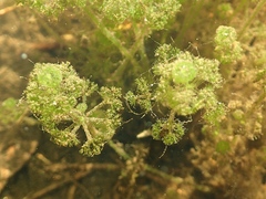 Nitella sonderi