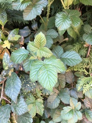 Rubus