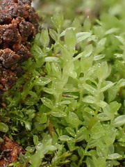 Mnium stellare