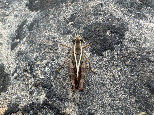 Calliptamus abbreviatus
