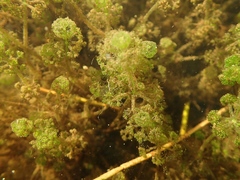 Nitella sonderi