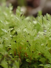 Mnium stellare